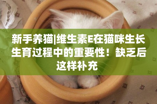 新手養貓|維生素E在貓咪生長生育過程中的重要性！缺乏后這樣補充 