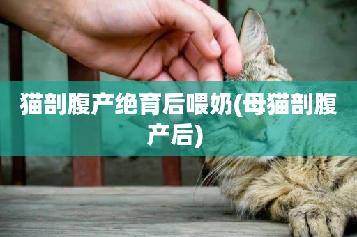 貓剖腹產絕育后喂奶(母貓剖腹產后) 