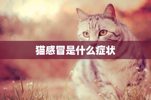 貓感冒是什么癥狀