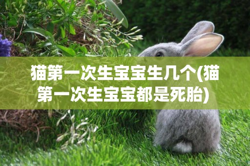 貓第一次生寶寶生幾個(貓第一次生寶寶都是死胎) 