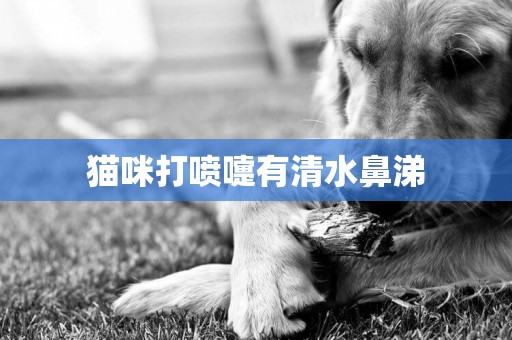 貓咪打噴嚏有清水鼻涕