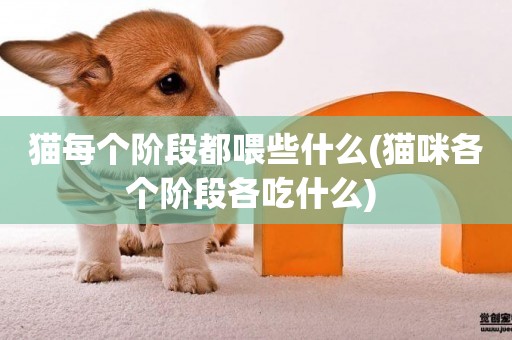 貓每個階段都喂些什么(貓咪各個階段各吃什么) 