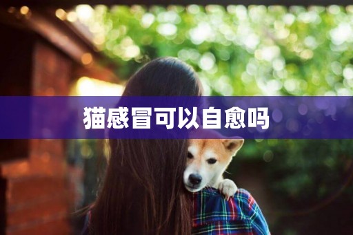 貓感冒可以自愈嗎