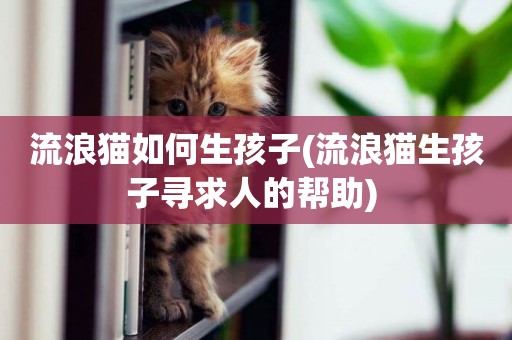 流浪貓如何生孩子(流浪貓生孩子尋求人的幫助) 