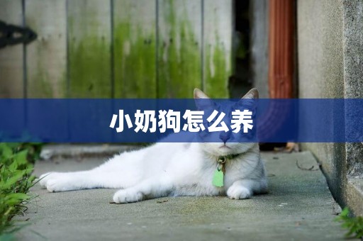 小奶狗怎么養