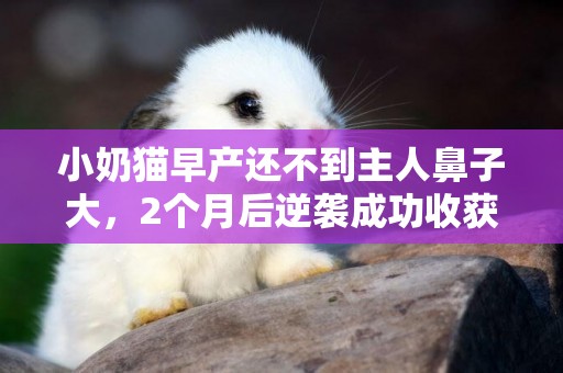 小奶貓早產還不到主人鼻子大，2個月后逆襲成功收獲不一樣的喵生 
