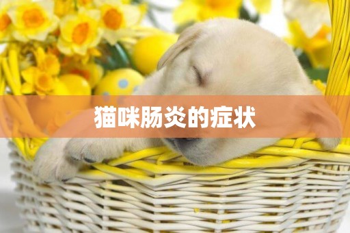 貓咪腸炎的癥狀