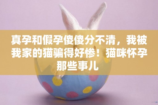 真孕和假孕傻傻分不清，我被我家的貓騙得好慘！貓咪懷孕那些事兒 
