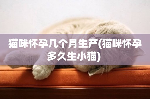 貓咪懷孕幾個月生產(貓咪懷孕多久生小貓) 