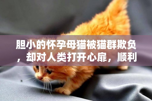 膽小的懷孕母貓被貓群欺負，卻對人類打開心扉，順利生下五只小貓 