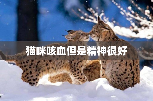 貓咪咳血但是精神很好