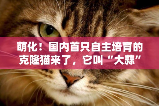 萌化！國內首只自主培育的克隆貓來了，它叫“大蒜” 