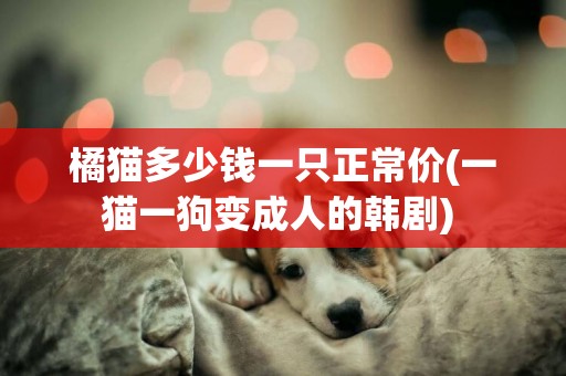 橘貓多少錢一只正常價(一貓一狗變成人的韓劇) 