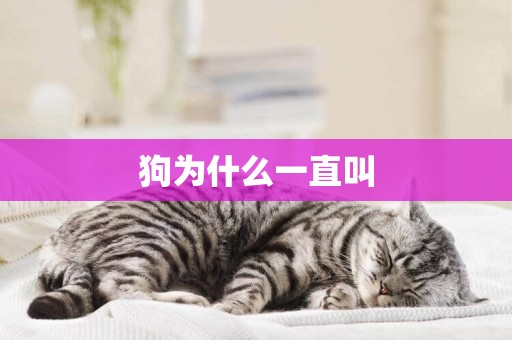 狗為什么一直叫