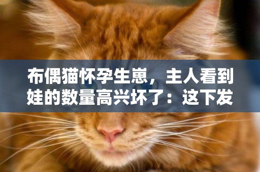 布偶貓懷孕生崽，主人看到娃的數量高興壞了：這下發財了 