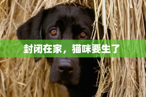 封閉在家，貓咪要生了 