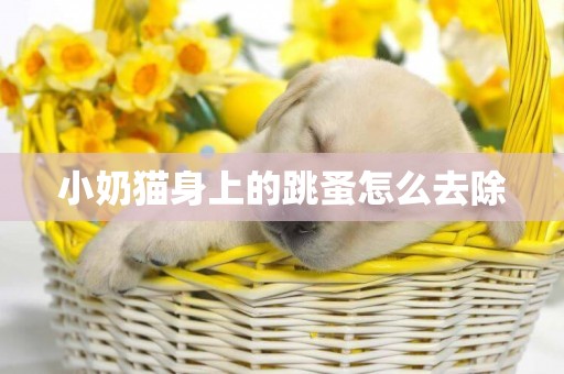 小奶貓身上的跳蚤怎么去除