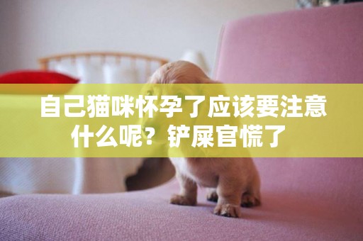 自己貓咪懷孕了應該要注意什么呢？鏟屎官慌了 