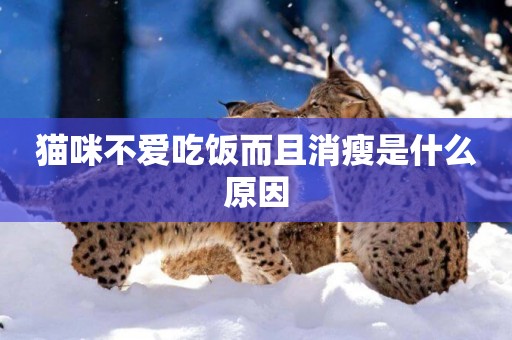 貓咪不愛吃飯而且消瘦是什么原因