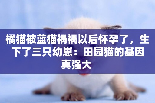 橘貓被藍貓禍禍以后懷孕了，生下了三只幼崽：田園貓的基因真強大 