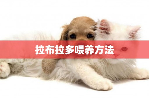 拉布拉多喂養方法
