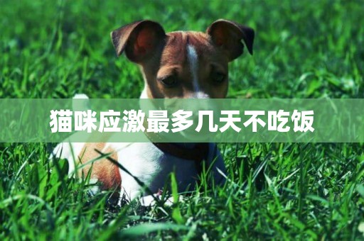 貓咪應激最多幾天不吃飯