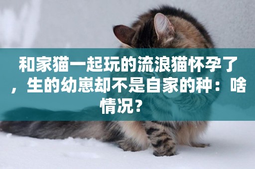 和家貓一起玩的流浪貓懷孕了，生的幼崽卻不是自家的種：啥情況？ 