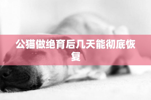 公貓做絕育后幾天能徹底恢復
