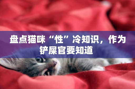 盤點貓咪“性”冷知識，作為鏟屎官要知道 