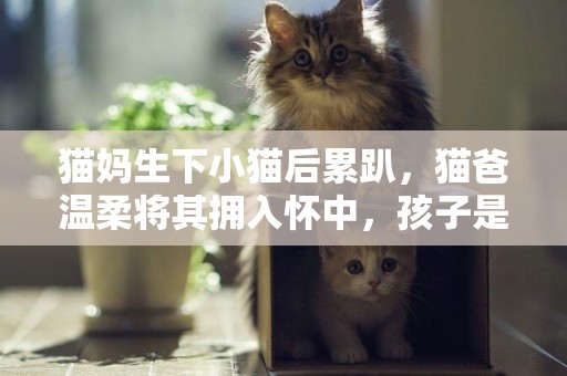 貓媽生下小貓后累趴，貓爸溫柔將其擁入懷中，孩子是意外 