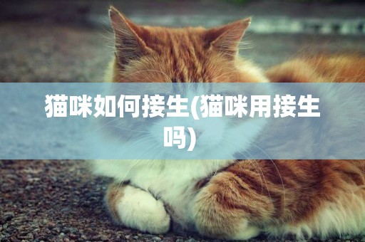 貓咪如何接生(貓咪用接生嗎) 