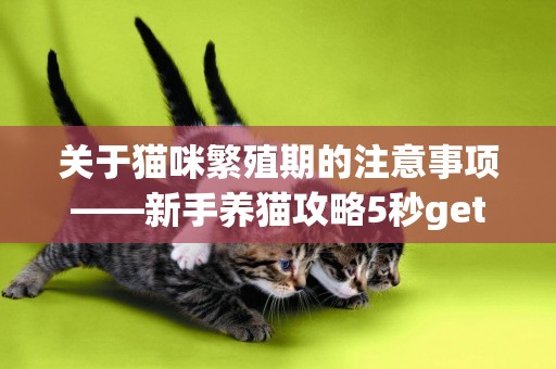 關于貓咪繁殖期的注意事項——新手養貓攻略5秒get~布偶英短橘貓 