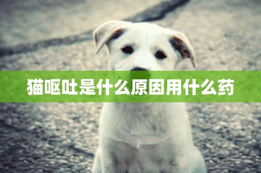 貓嘔吐是什么原因用什么藥