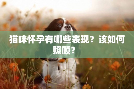 貓咪懷孕有哪些表現？該如何照顧？ 