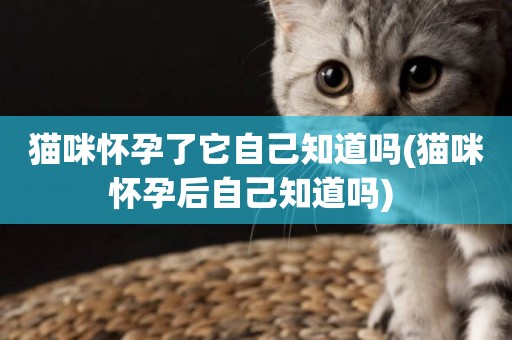 貓咪懷孕了它自己知道嗎(貓咪懷孕后自己知道嗎) 