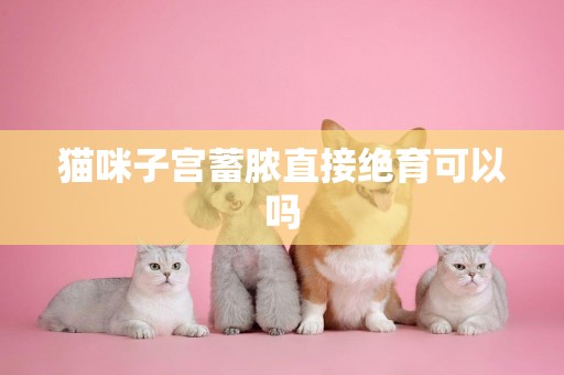 貓咪子宮蓄膿直接絕育可以嗎