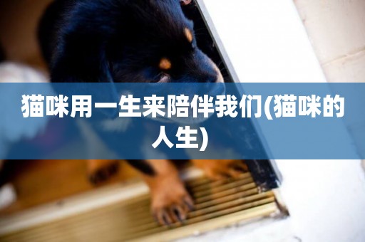 貓咪用一生來陪伴我們(貓咪的人生) 