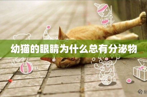 幼貓的眼睛為什么總有分泌物