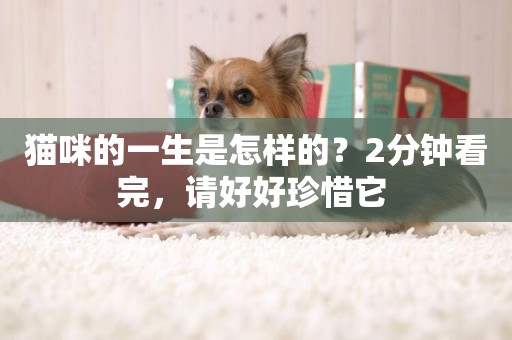 貓咪的一生是怎樣的？2分鐘看完，請好好珍惜它 