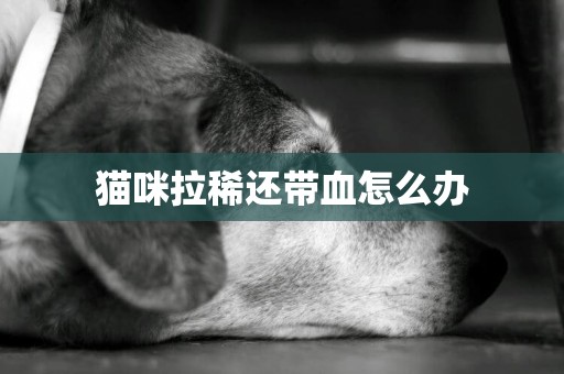 貓咪拉稀還帶血怎么辦