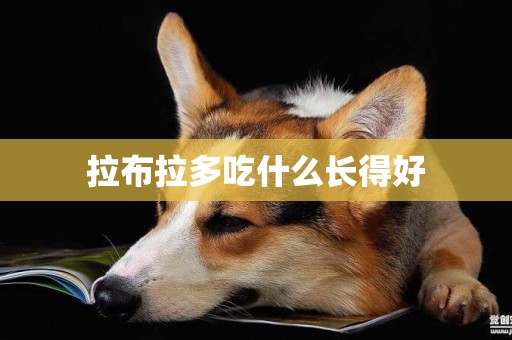 拉布拉多吃什么長得好