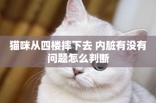 貓咪從四樓摔下去 內臟有沒有問題怎么判斷