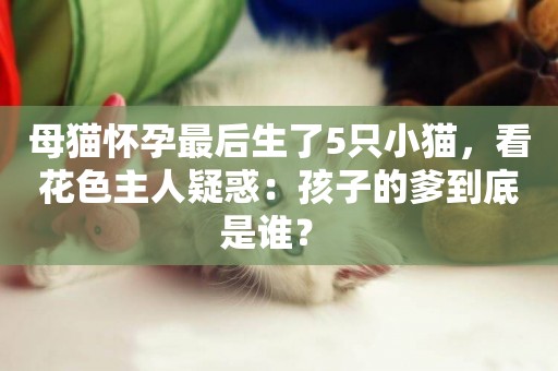 母貓懷孕最后生了5只小貓，看花色主人疑惑：孩子的爹到底是誰？ 