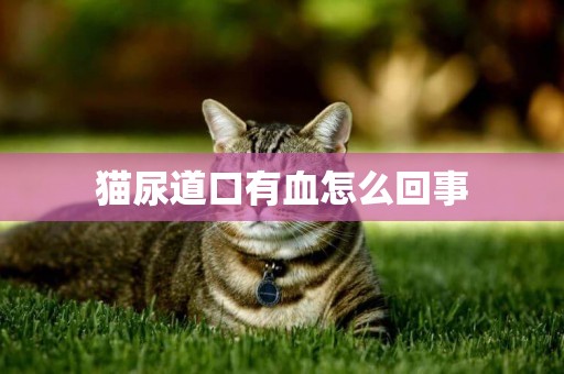 貓尿道口有血怎么回事