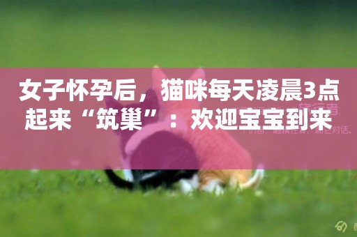 女子懷孕后，貓咪每天凌晨3點起來“筑巢”：歡迎寶寶到來 