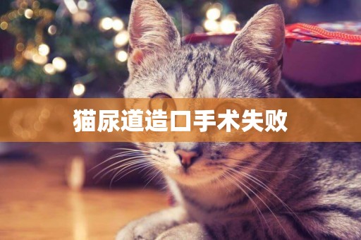 貓尿道造口手術失敗