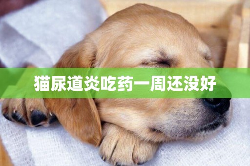 貓尿道炎吃藥一周還沒好