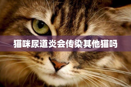 貓咪尿道炎會傳染其他貓嗎
