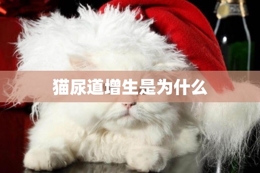 貓尿道增生是為什么