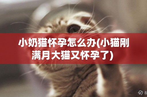 小奶貓懷孕怎么辦(小貓剛滿月大貓又懷孕了) 